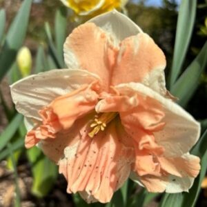 Narcissus (Split-Cupped Collar Group) 'Vanilla Peach'