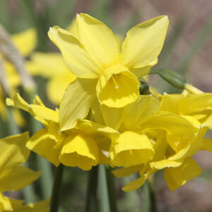 Narcissus (Triandrus Group) 'Sunlight Sensation'