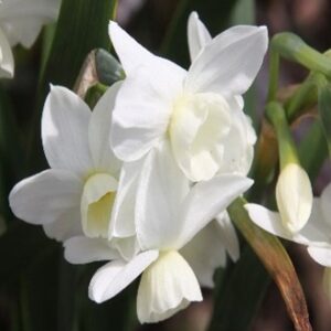 Narcissus (Tazetta Group) 'Silver Chimes'