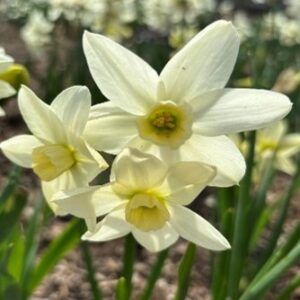 Narcissus (Triandrus Group) 'Elvin's Voice'