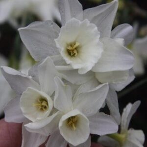 Narcissus (Triandrus Group) 'Starlight Sensation'