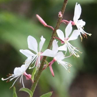 Oenothera lindheimeri 'Whirling Butterflies' (gaura)
