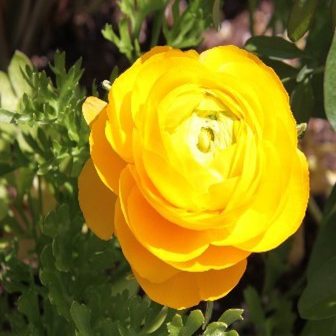 Ranunculus asiaticus (unknown cultivar) Maché Yellow (Persian buttercup)