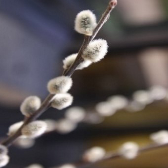 Salix sp. (pussy willow)