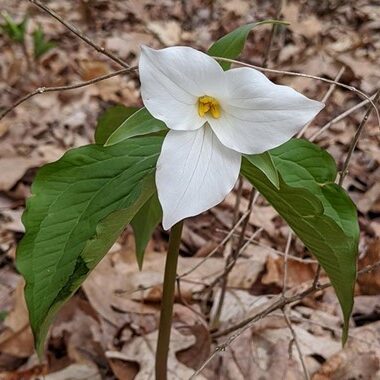 Trillium grandiflorum (great white trillium)
