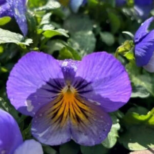 Viola × wittrockiana 'PAS1077345' Cool Wave Blue Skies (pansy)