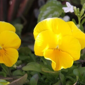 Viola × wittrockiana 'PAS954554' Cool Wave® Golden Yellow (pansy)