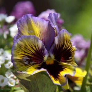 Viola × wittrockiana (unknown cultivar) Frizzle Sizzle Yellow-Blue Swirl (pansy)