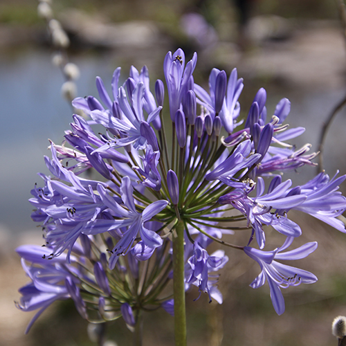 Agapanthus sp.