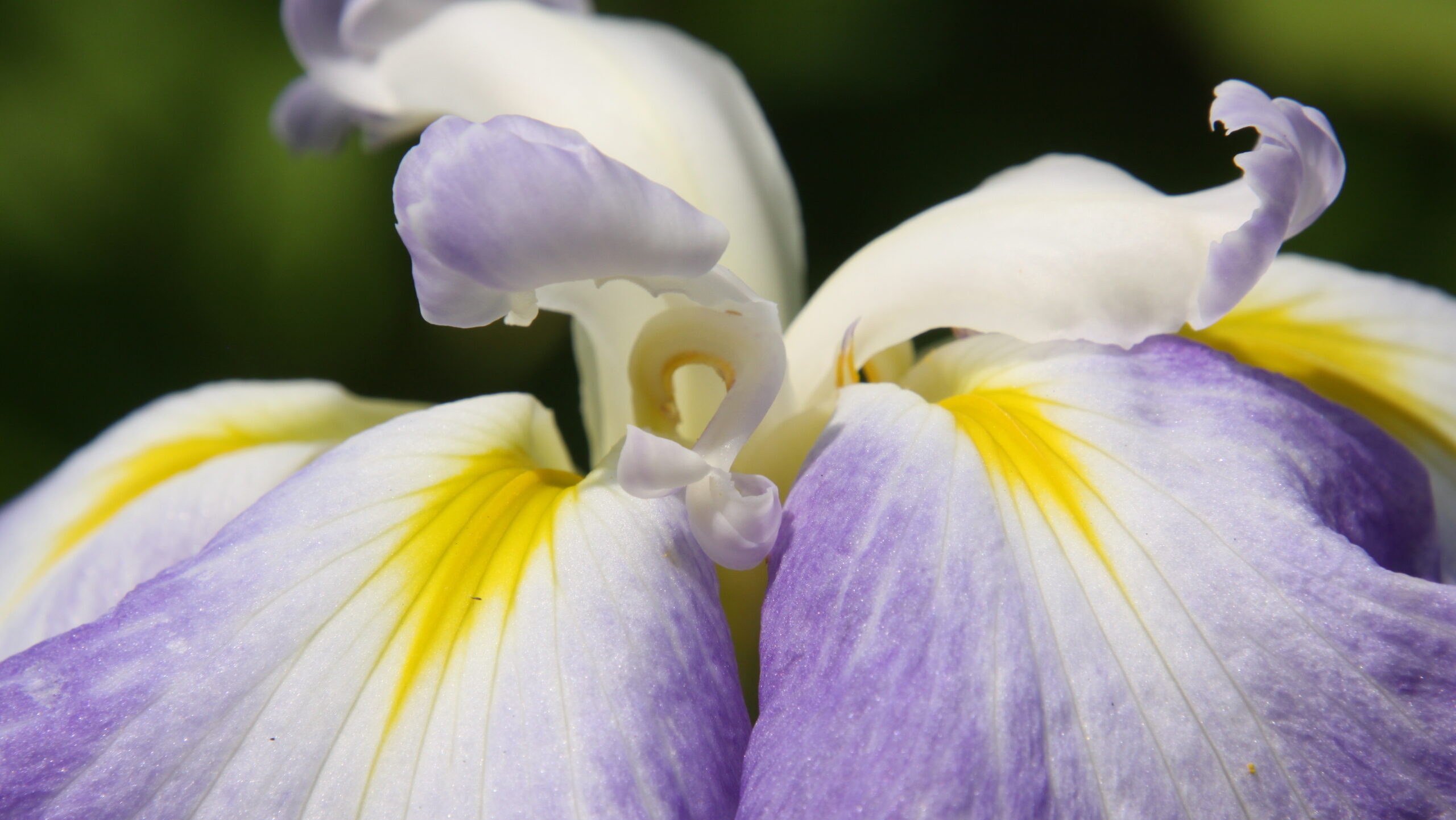 Iris ensata 'Ocean Mist' (Japanese iris)