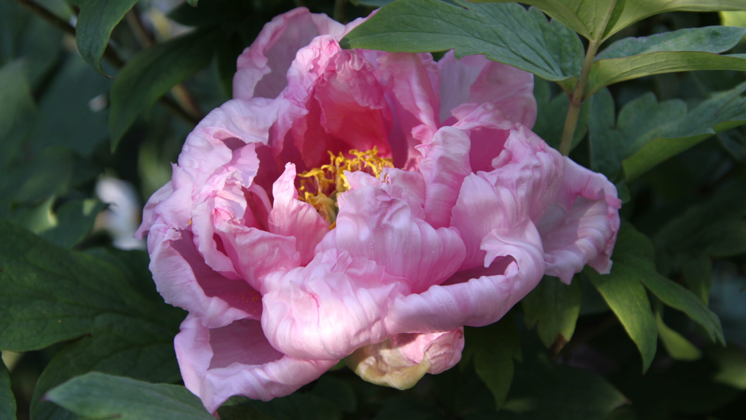 Paeonia × suffruticosa (Botan Group) 'Hanakisoi' (Japanese tree peony)