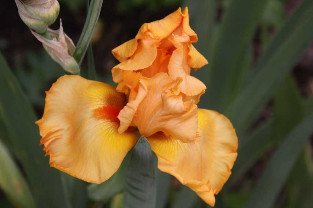 Iris 'Orange Harvest' (tall bearded iris)