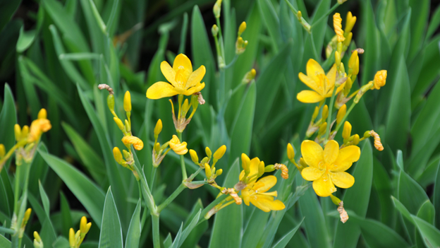 Iris domestica 'Hello Yellow' (blackberry lily)