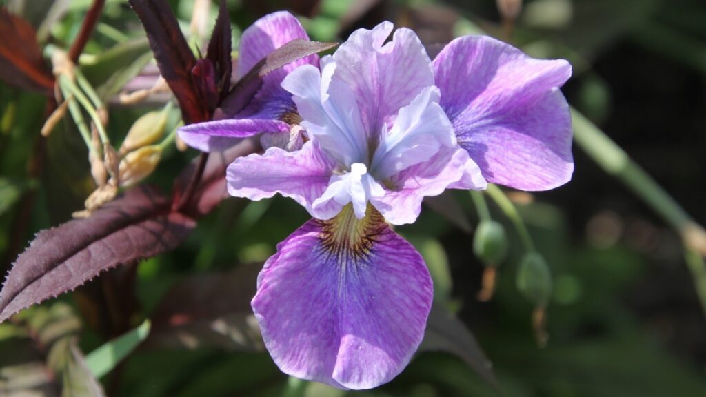 Iris sibirica 'Roaring Jelly' (Siberian iris)