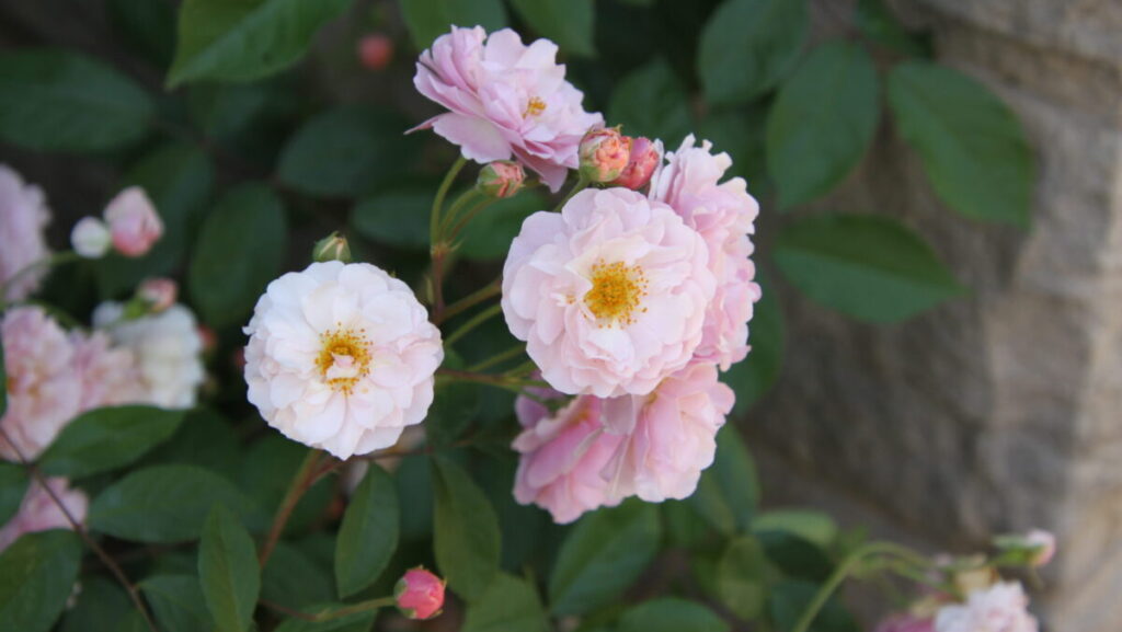 Rosa 'Cornelia' (hybrid musk rose)