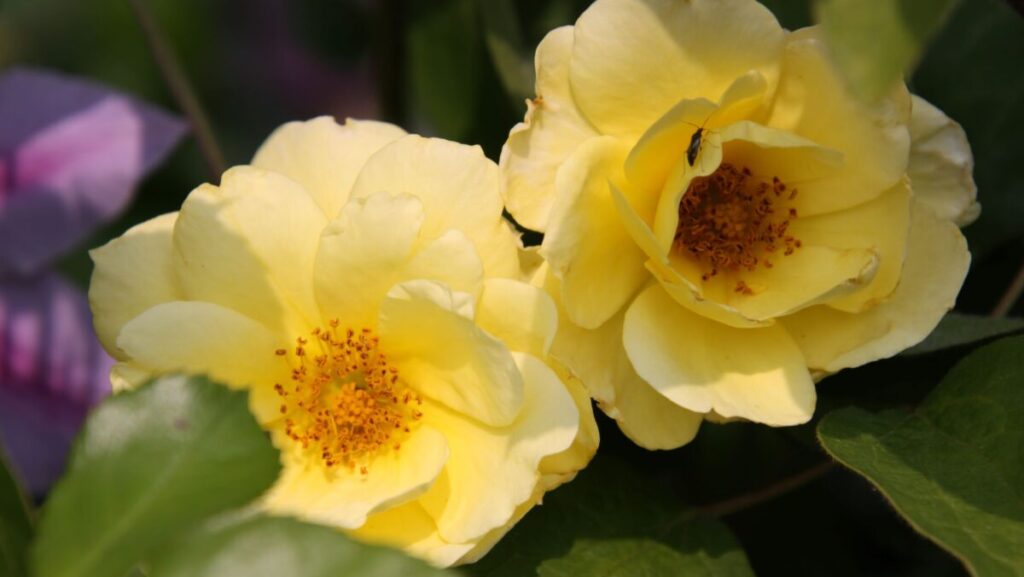 Rosa 'Wekprimsoul' Sky's the Limit™ (large-flowered climbing rose)