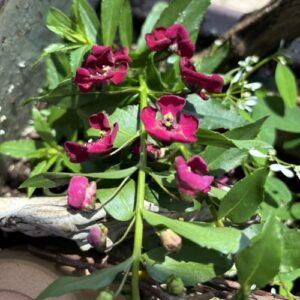 Angelonia angustifolia 'Balarcsang' Archangel™ Ruby Sangria (angelonia)