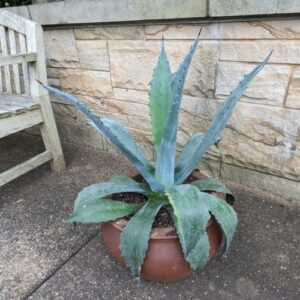 Agave spp. (assorted agave)