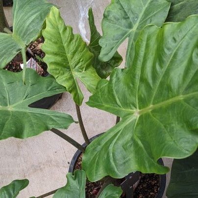 Alocasia 'Portora' (elephant ear)