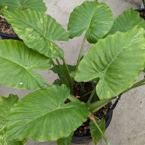 Alocasia odora 'Maui Splash' (elephant ear)
