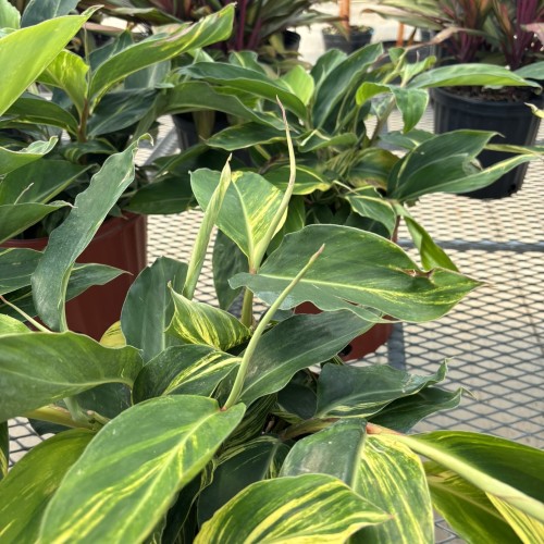 Alpinia zerumbet 'Variegata' (shell ginger)