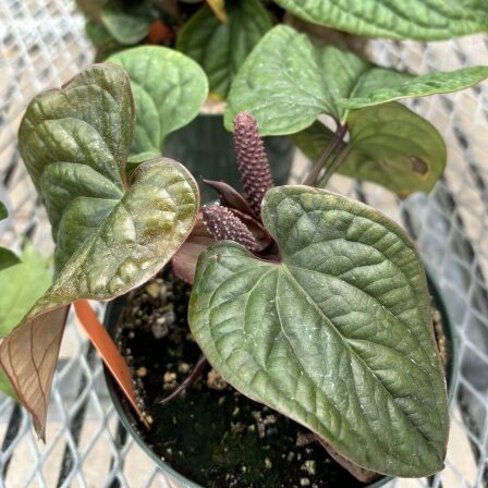 Anthurium radicans × luxurians (anthurium)