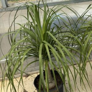 Beaucarnea recurvata (ponytail palm)