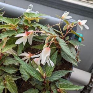 Begonia boliviensis (unknown cultivar) Bossa Nova® Pure White (begonia)