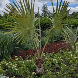 Bismarckia nobilis (Bismarck palm)