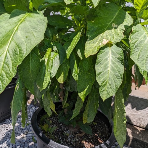 Brugmansia 'Cherub' (angel's trumpet)