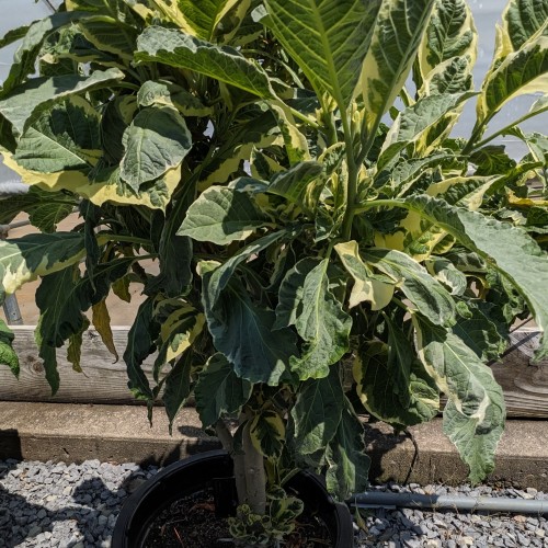 Brugmansia × candida 'Snowbank' (angel's trumpet)