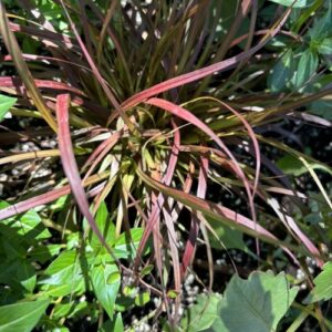 Cenchrus setaceus 'Rubrum' Graceful Grasses® (red fountain grass)