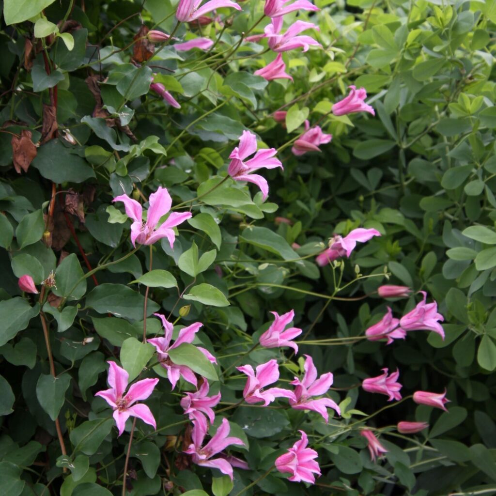 Clematis (Texensis Group) 'Duchess of Albany' (clematis)