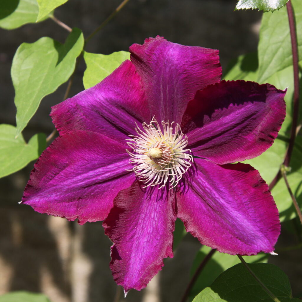 Clematis 'Mazowsze' (late large-flowered clematis)