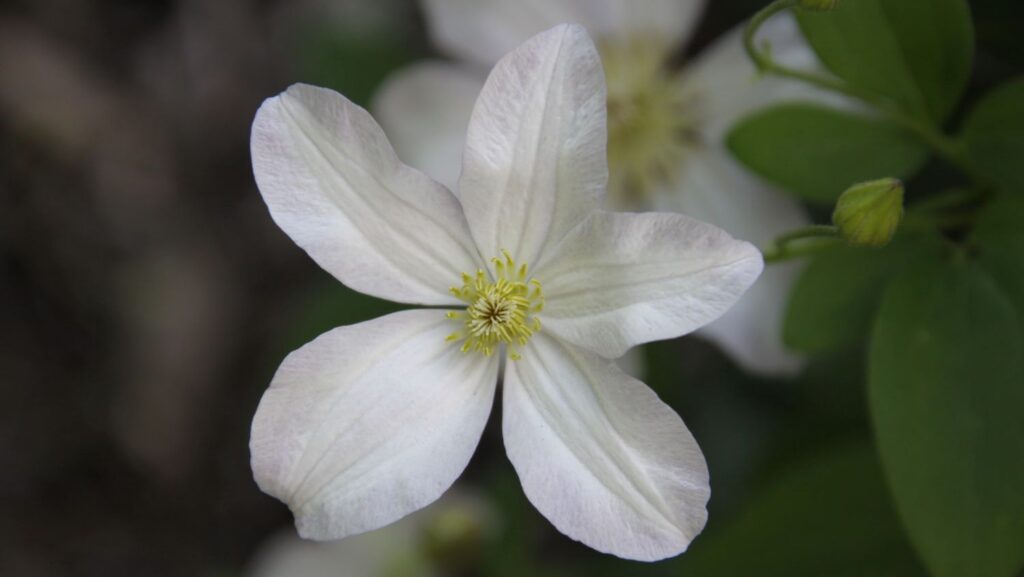 Clematis 'Huldine' (late large-flowered clematis)