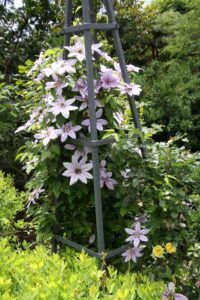 Clematis 'Nelly Moser' (early large-flowered clematis)