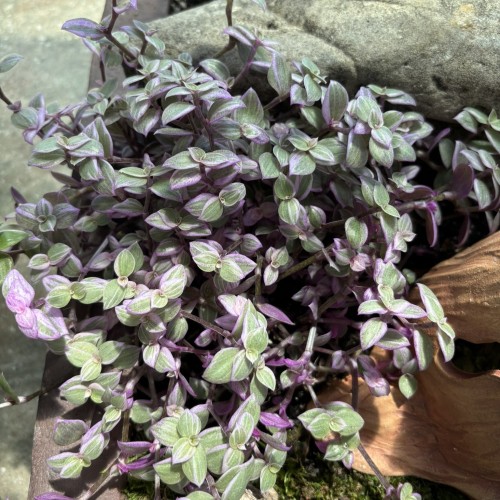 Callisia repens 'Pink Lady' (creeping inchplant)