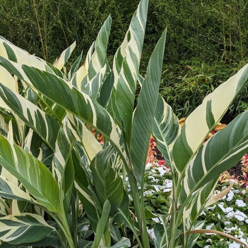 Canna 'Stuttgart' (canna)