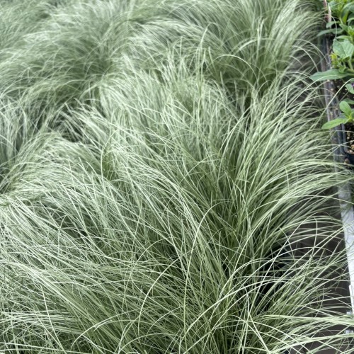 Carex comans 'Amazon Mist' (New Zealand hair sedge)