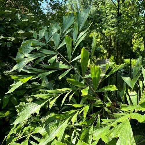 Caryota mitis (fishtail palm)