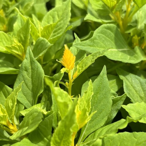 Celosia argentea var. plumosa (unknown cultivar) Bright Sparks™ Bright Yellow