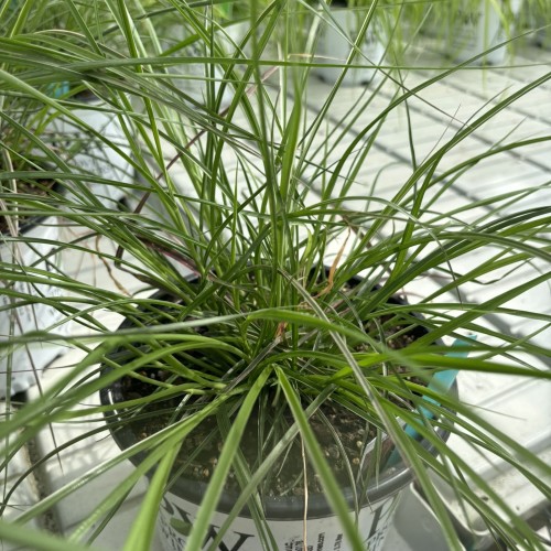 Cenchrus setaceus 'Fireworks' Graceful Grasses Fireworks