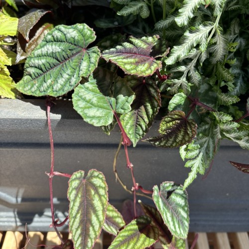 Cissus discolor (rex begonia vine)