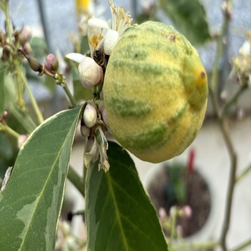 Citrus limon 'Eureka Pink Variegated' (lemon)