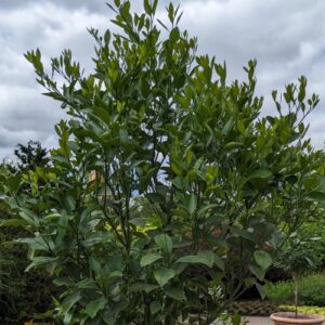 Citrus × microcarpa (calamondin lime)