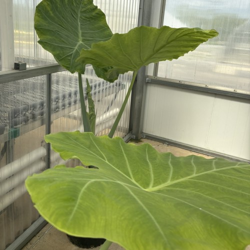 Colocasia gigantea 'Thailand Giant' (giant elephant's ear)