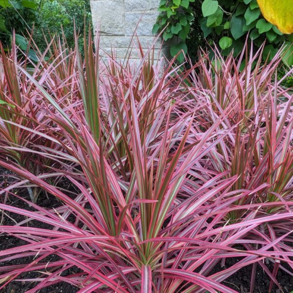 Dracaena marginata 'Colorama'