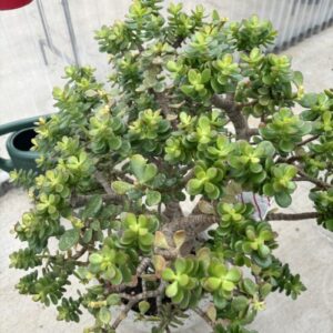 Crassula ovata (jade plant)