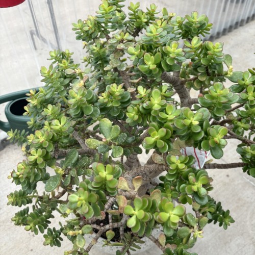 Crassula ovata (jade plant)