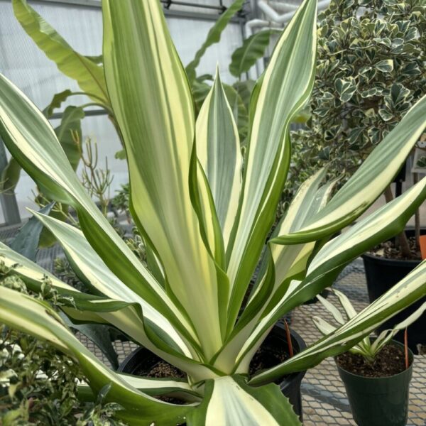 Crinum asiaticum 'Variegatum' (crinum lily)